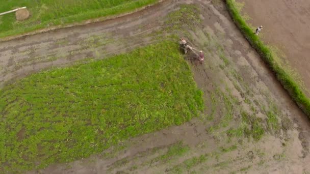 Aerial shot of farmers doing plowing the field with preparing it for rice plantation — Stock Video