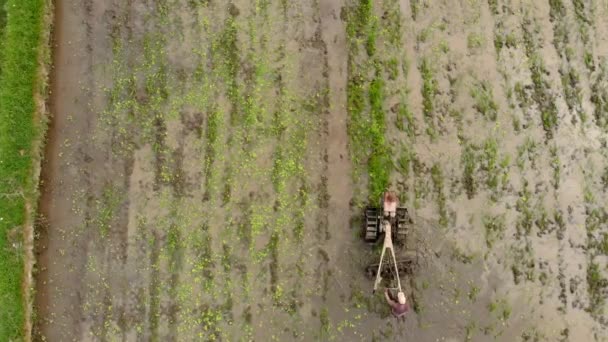 Повітряний постріл фермерів, які роблять оранку поля з підготовкою його до рисових плантацій — стокове відео