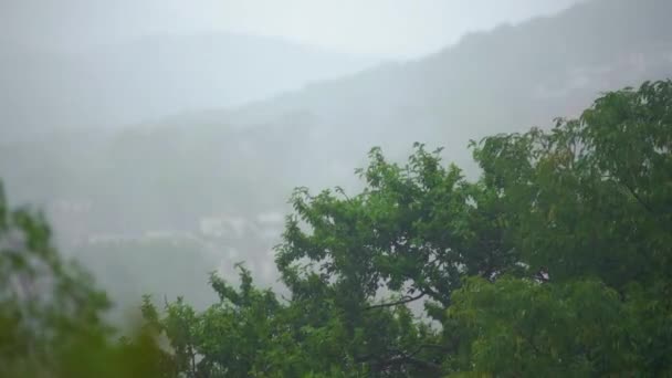 在大雨和大风下欣赏树木。风暴在北部地区的概念。飓风概念 — 图库视频影像