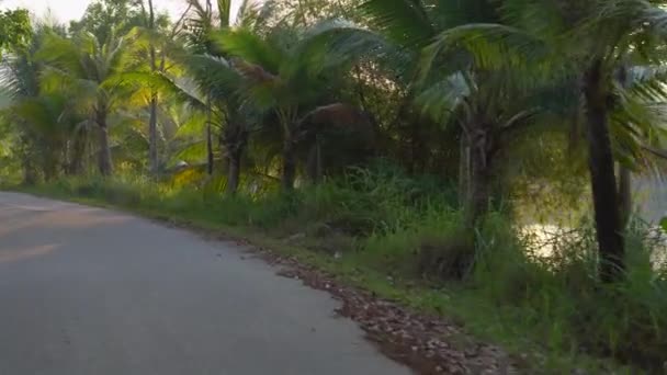 Ponto de vista tiro de uma bela estrada tropical com palmeiras e um lago atrás das árvores durante o pôr do sol. Viaje no conceito de trópicos. Conceito de feriados — Vídeo de Stock