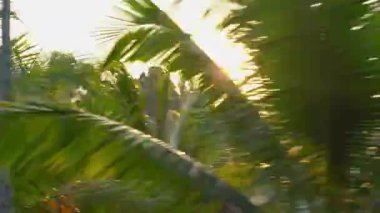 Gün batımında palmiye ağaçları ve ağaçların arkasında bir göl ile güzel bir tropikal yol bakış açısı vurdu. Tropik kavramı seyahat. Tatil konsepti