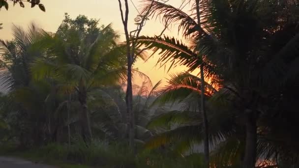 Punto di vista ripresa di una bella strada tropicale con palme e un lago dietro gli alberi durante il tramonto. Viaggiare nel concetto di tropici. Concetto vacanze — Video Stock