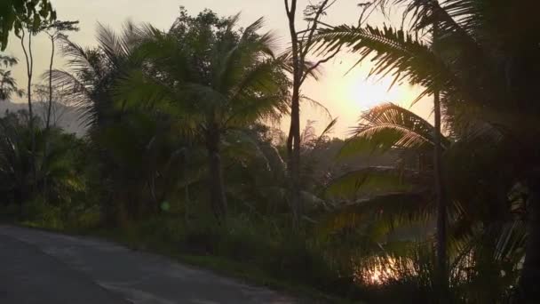 Vista en cámara lenta de una hermosa carretera tropical con palmeras y un lago detrás de los árboles durante el atardecer. Viajar en el concepto de trópicos. Concepto de vacaciones — Vídeos de Stock