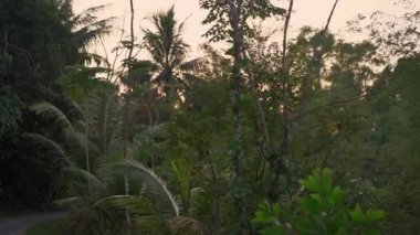 Gün batımında palmiye ağaçları ve ağaçların arkasında bir göl ile güzel bir tropikal yol çekim yavaş hareket noktası. Tropik kavramı seyahat. Tatil konsepti