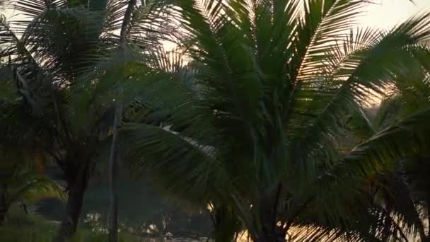 Ponto de vista lento tiro de uma bela estrada tropical com palmeiras e um lago atrás das árvores durante o pôr do sol. Viaje no conceito de trópicos. Conceito de feriados — Vídeo de Stock