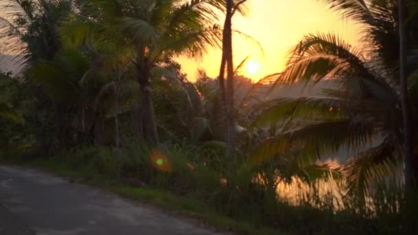 Point de vue ralenti d'une belle route tropicale avec des palmiers et un lac derrière les arbres au coucher du soleil. Voyage sous les tropiques concept. Concept de vacances 
