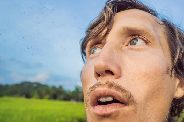 Szúnyogok egy ember körül a természet területén — Stock Fotó