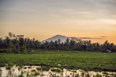 Yeşil pirinç tarlaları, palmiye ağaçları ve Agung yanardağı ile güneşli gün Adası Bali, Endonezya'da manzara. Doğa ve seyahat kavramı