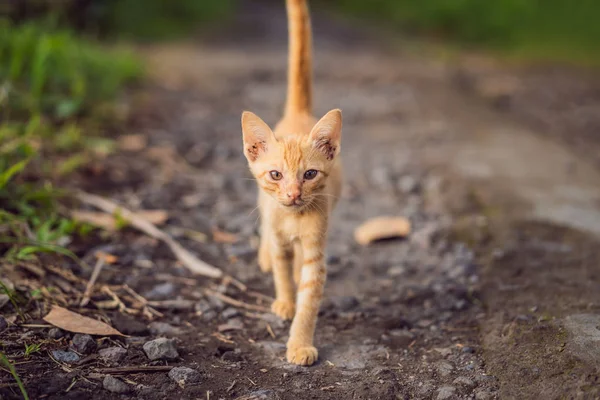 비포장 도로에 빨간 고양이. 국산 빨강 흰 고양이 — 스톡 사진
