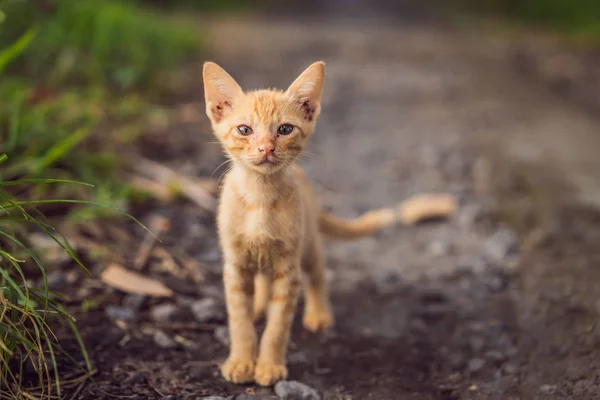 Красная кошка на грунтовой дороге. Бытовая красная белая кошка — стоковое фото