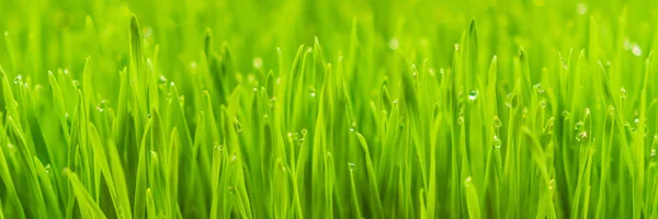 Свіжа пшенична рослина органічна для стискання соку, поживні домашні пшеничні пагони, зелені паростки пшениці для соку BANNER, LONG FORMAT — стокове фото