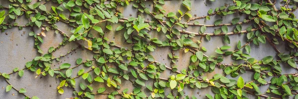 Текстура старого деревянного забора и плетеные растения BANNER, LONG FORMAT — стоковое фото