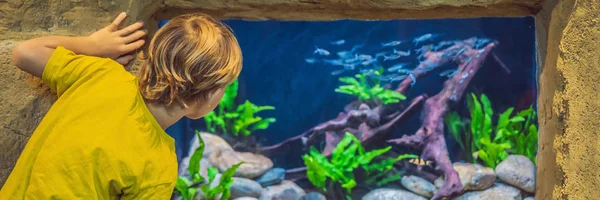 Kleine jongen, Kid kijken naar de Shoal van vis zwemmen in Oceanarium, kinderen genieten van onderwaterleven in aquarium banner, lang formaat — Stockfoto
