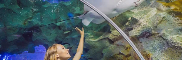 Genç kadın bir oceanarium tünel Banner, Uzun Format bir vatoz balık dokunur — Stok fotoğraf