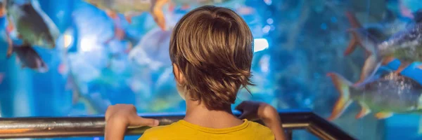 Menino, criança observando o cardume de peixes nadando no oceanário, crianças desfrutando da vida subaquática em Aquarium BANNER, LONG FORMAT — Fotografia de Stock