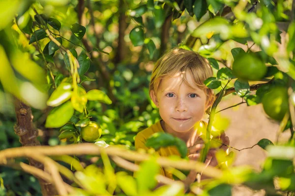 Garoto bonito no jardim coleta tangerinas — Fotografia de Stock