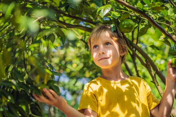 Милый мальчик в саду собирает мандарины — стоковое фото