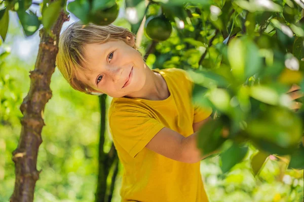 Lindo chico en el jardín recoge mandarinas — Foto de Stock