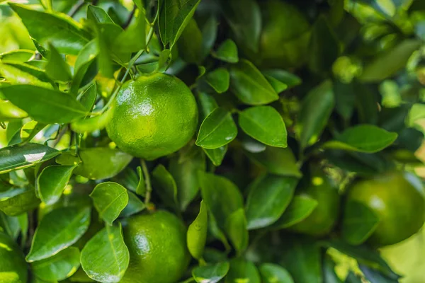 Olgun meyveleri olan mandalina ağacı. Mandalina portakal ağacı. Mandalina. Taze olgun mandalina ve yaprakları görüntü ile Dal. Satsuma ağaç resmi, yumuşak odak — Stok fotoğraf