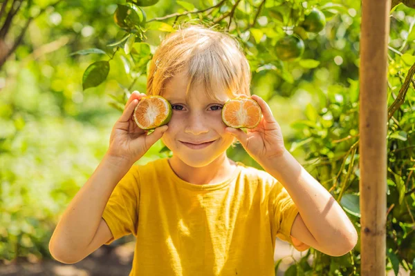 Lindo chico en el jardín recoge mandarinas — Foto de Stock