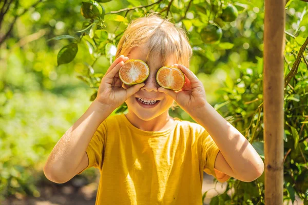 Милий хлопчик в саду збирає мандарини — стокове фото