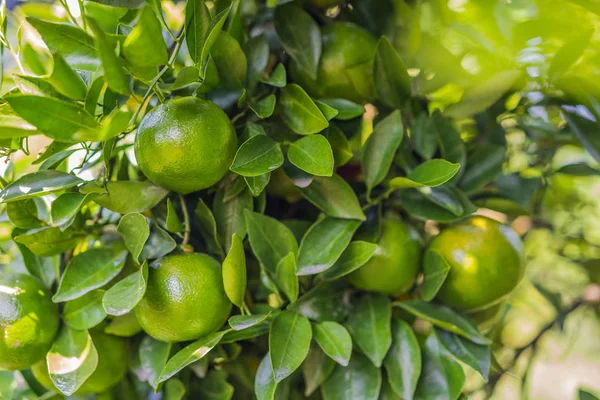 Olgun meyveleri olan mandalina ağacı. Mandalina portakal ağacı. Mandalina. Taze olgun mandalina ve yaprakları görüntü ile Dal. Satsuma ağaç resmi, yumuşak odak — Stok fotoğraf