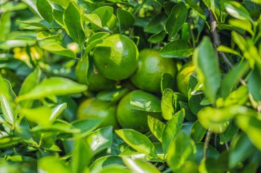 Olgun meyveleri olan mandalina ağacı. Mandalina portakal ağacı. Mandalina. Taze olgun mandalina ve yaprakları görüntü ile Dal. Satsuma ağaç resmi, yumuşak odak