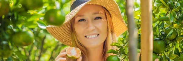 Banner, lang formaat portret van aantrekkelijke boer vrouw is het oogsten van Oranje in biologische boerderij, vrolijk meisje in geluk emotie terwijl plukken sinaasappels in de tuin, landbouw en plantage concept — Stockfoto