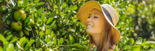 BANNER, FORMATO LARGO Retrato de la atractiva campesina está cosechando naranja en granja orgánica, Chica alegre en emoción de felicidad mientras cosecha naranjas en el jardín, concepto de agricultura y plantación — Foto de Stock