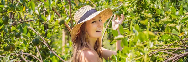 Banner, lang formaat portret van aantrekkelijke boer vrouw is het oogsten van Oranje in biologische boerderij, vrolijk meisje in geluk emotie terwijl plukken sinaasappels in de tuin, landbouw en plantage concept — Stockfoto