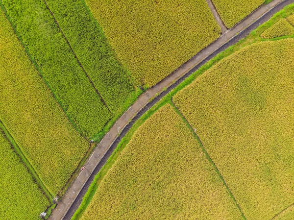 Beeld van mooie terrasvormige rijstveld in het water seizoen en irrigatie van Drone, Top uitzicht van rijzen Paddy — Stockfoto