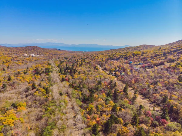 Aerial view of road in beautiful autumn forest at sunset. Beautiful landscape with empty rural road, trees with red and orange leaves. Highway through the park. Top view from flying drone. Nature