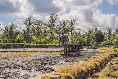 pulluk makinesi - güneşli bir günde yeşil pirinç çiftliği ile Yürüyüş Traktör