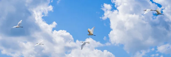 Hérons volant dans une rangée sur fond de ciel bleu — Photo