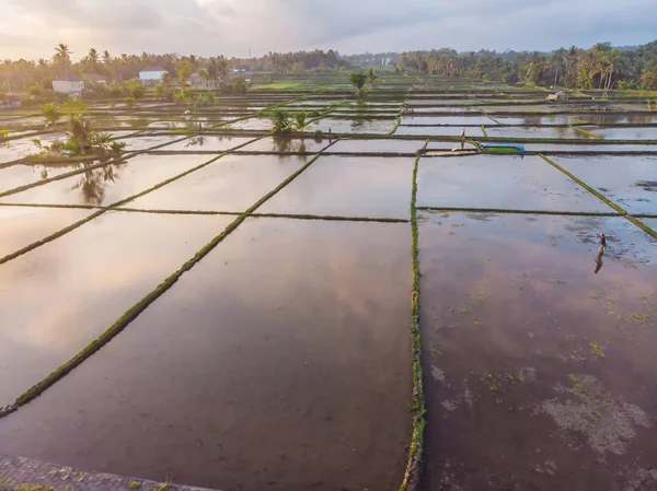 Lanzamiento aéreo de Rice Terrace. Imagen de la hermosa terraza campo de arroz —  Fotos de Stock