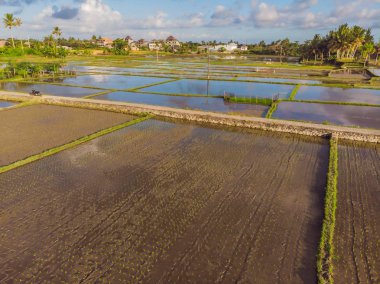 Rice Terrace Hava Çekimi. Güzel teras pirinç tarlası görüntüsü