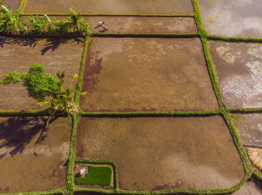 Rice Terrace Hava Çekimi. Güzel teras pirinç tarlası görüntüsü