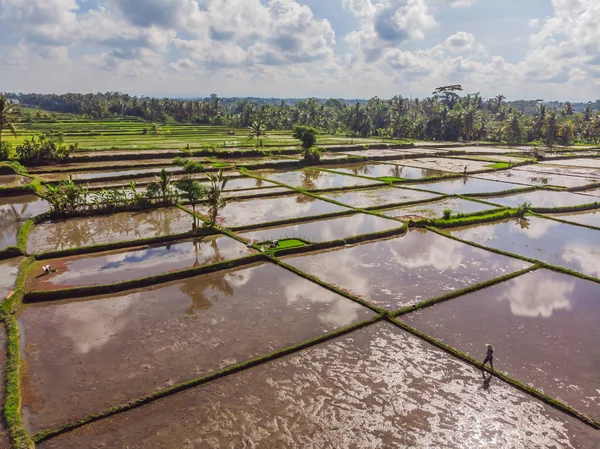 Lanzamiento aéreo de Rice Terrace. Imagen de la hermosa terraza campo de arroz —  Fotos de Stock