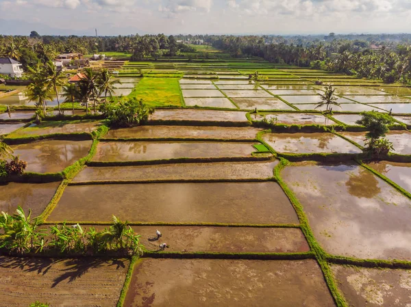 Risterrassens luftskott. Bild av vacker terrass risfält — Stockfoto