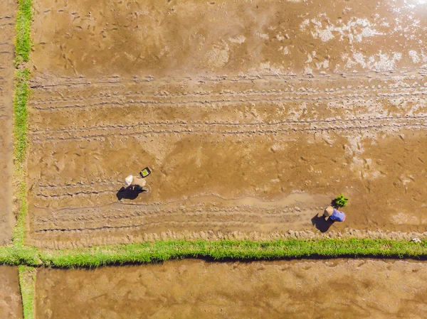 Lanzamiento aéreo de Rice Terrace. Imagen de la hermosa terraza campo de arroz — Foto de Stock