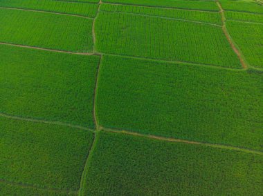 Rice Terrace Hava Çekimi. Güzel teras pirinç tarlası görüntüsü