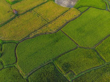 Rice Terrace Hava Çekimi. Güzel teras pirinç tarlası görüntüsü