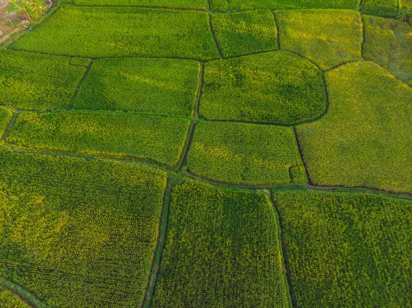 Arroz Terrace Aerial Shot. Imagem do belo campo de arroz terraço — Fotografia de Stock