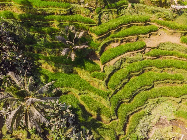 Arroz Terrace Aerial Shot. Imagem do belo campo de arroz terraço — Fotografia de Stock