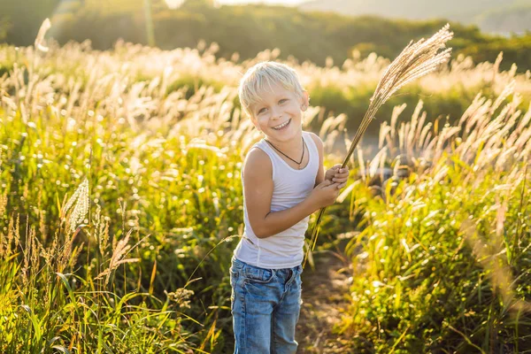 Hermoso niño sonriente feliz entre los campos de maíz tocando plantas con sus manos — Foto de Stock