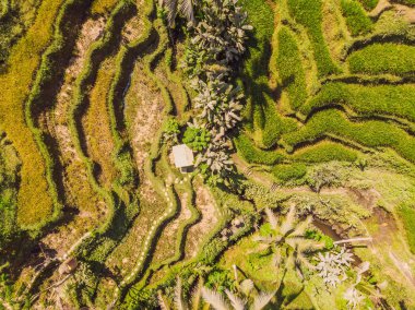 Rice Terrace Hava Çekimi. Güzel teras pirinç tarlası görüntüsü