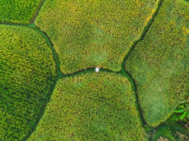 Rice Terrace Hava Çekimi. Güzel teras pirinç tarlası görüntüsü