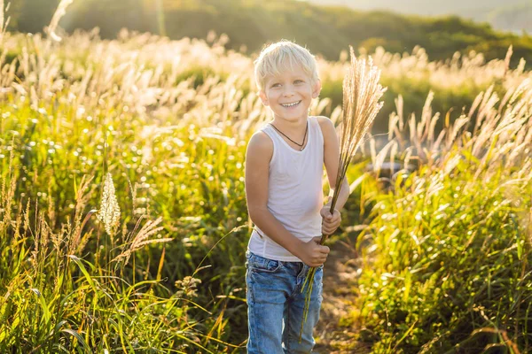 Güzel mutlu gülümseyen bir çocuk arasında bitkiler elleri ile dokunarak cornfields — Stok fotoğraf