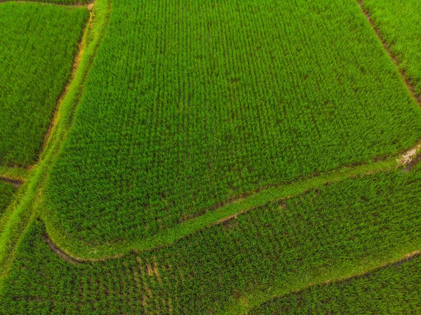 Arroz Terrace Aerial Shot. Imagem do belo campo de arroz terraço — Fotografia de Stock