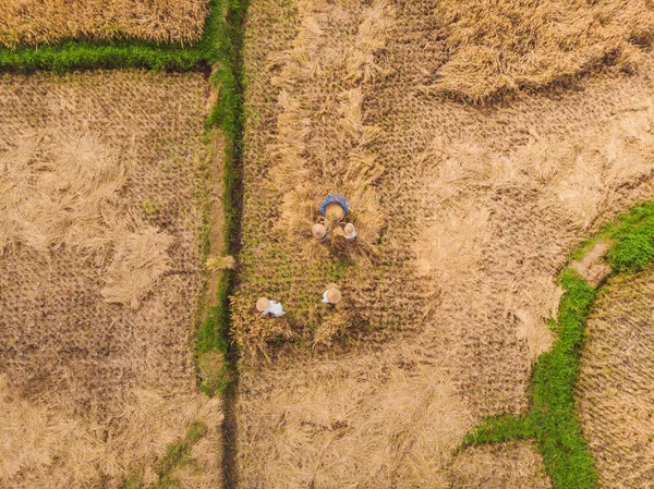 L'agricoltore piantare sulle risaie biologiche — Foto Stock